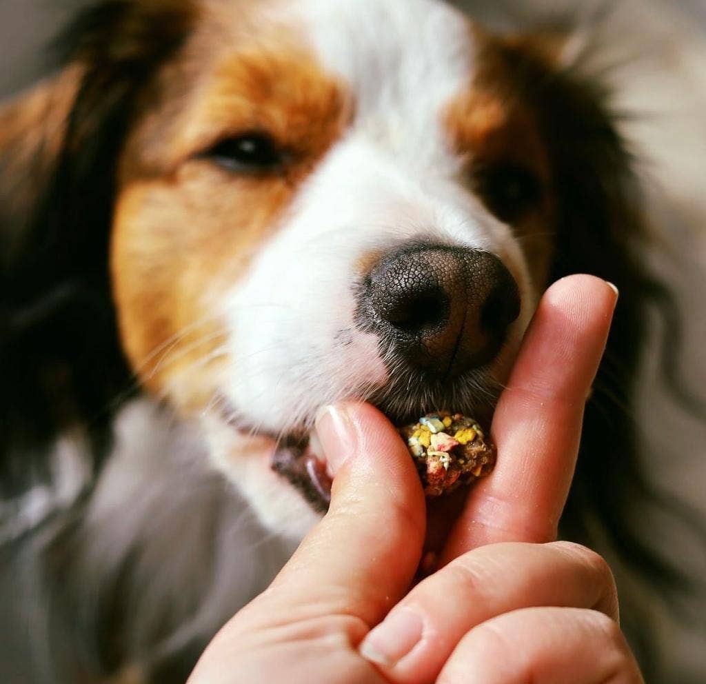 Knusprige Puten- und Sardinen-Leckerlis für Hunde