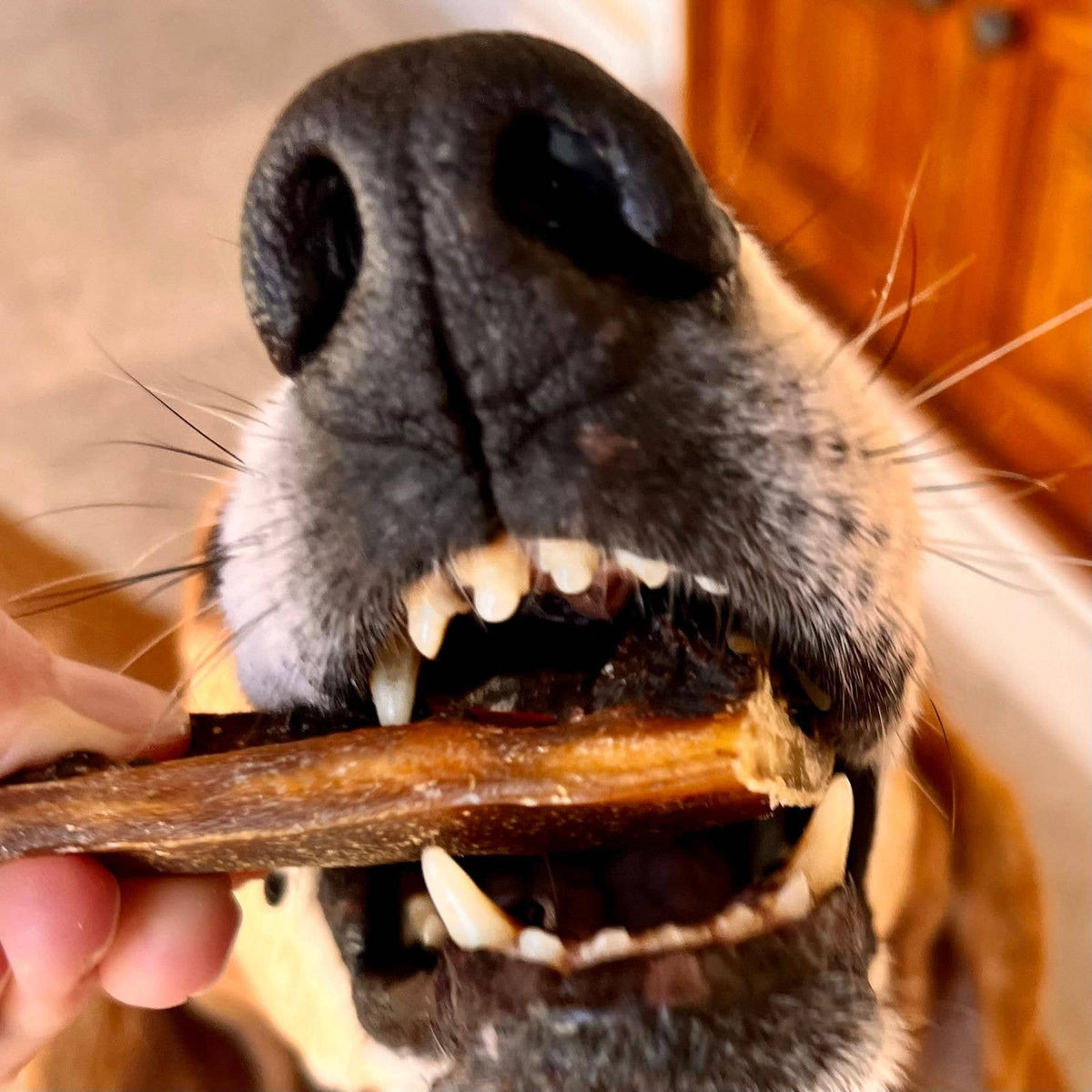 Friandises intestins de porc séchés pour chiens