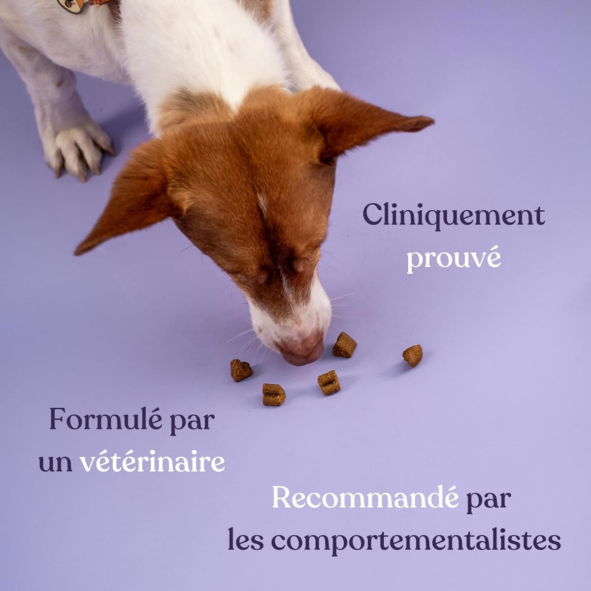 Suplemento alimentar anti-stress para cães