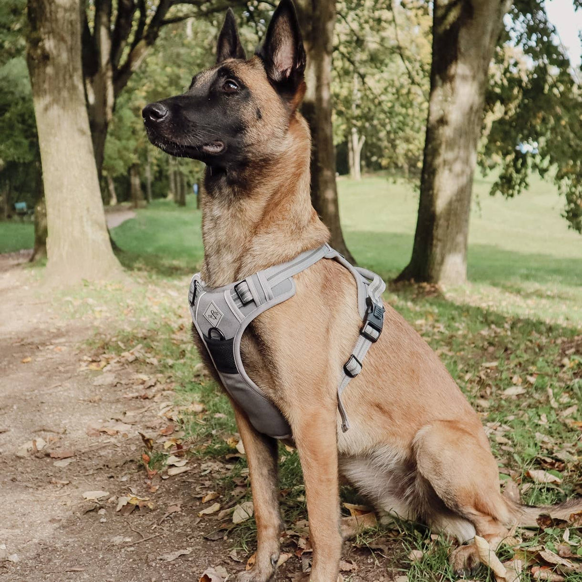 Pettorina riflettente anti-tiro per cani