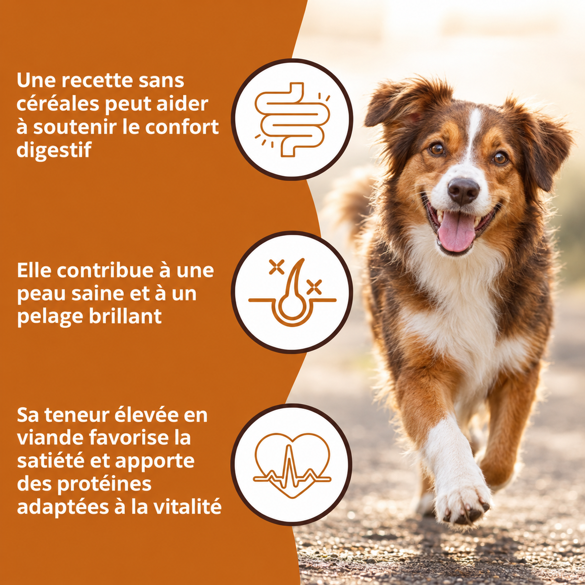 Hühnchen- und Süßkartoffel-Trockenfutter für ausgewachsene Hunde