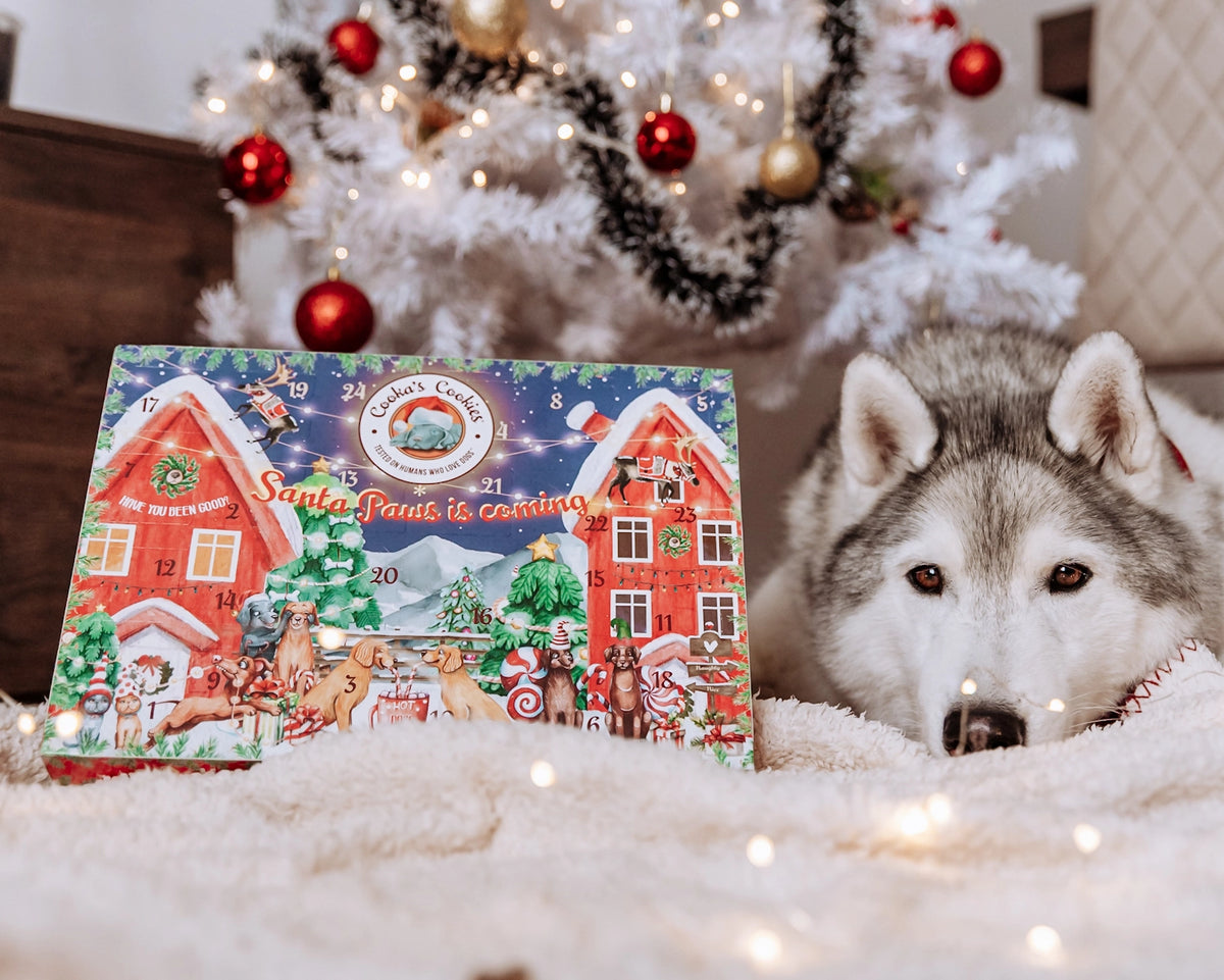 Dog Treat Advent Calendar