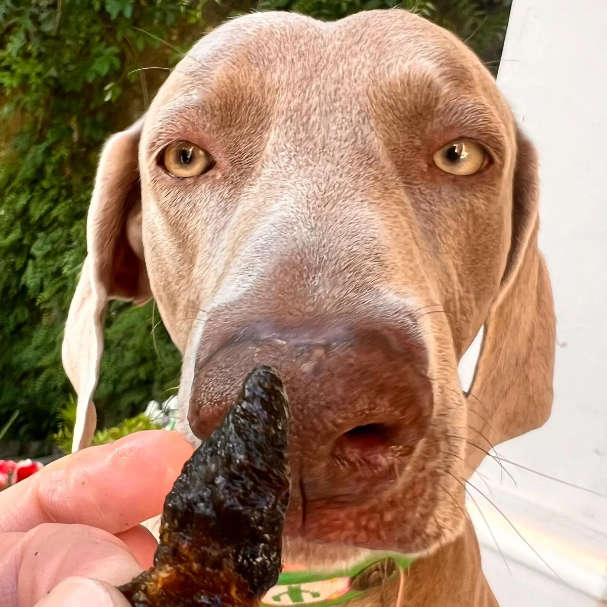 Corazones de pollo deshidratados al aire para perros