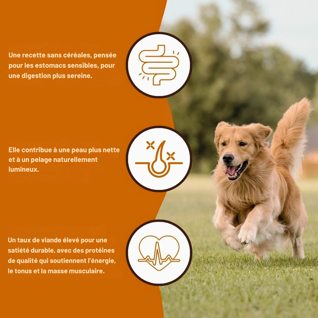 Crocchette al manzo Angus per cani adulti