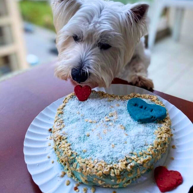 Kit para preparar bolo de frango para cães