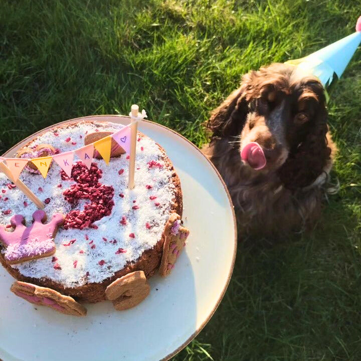 Kit para preparar bolo de frango para cães