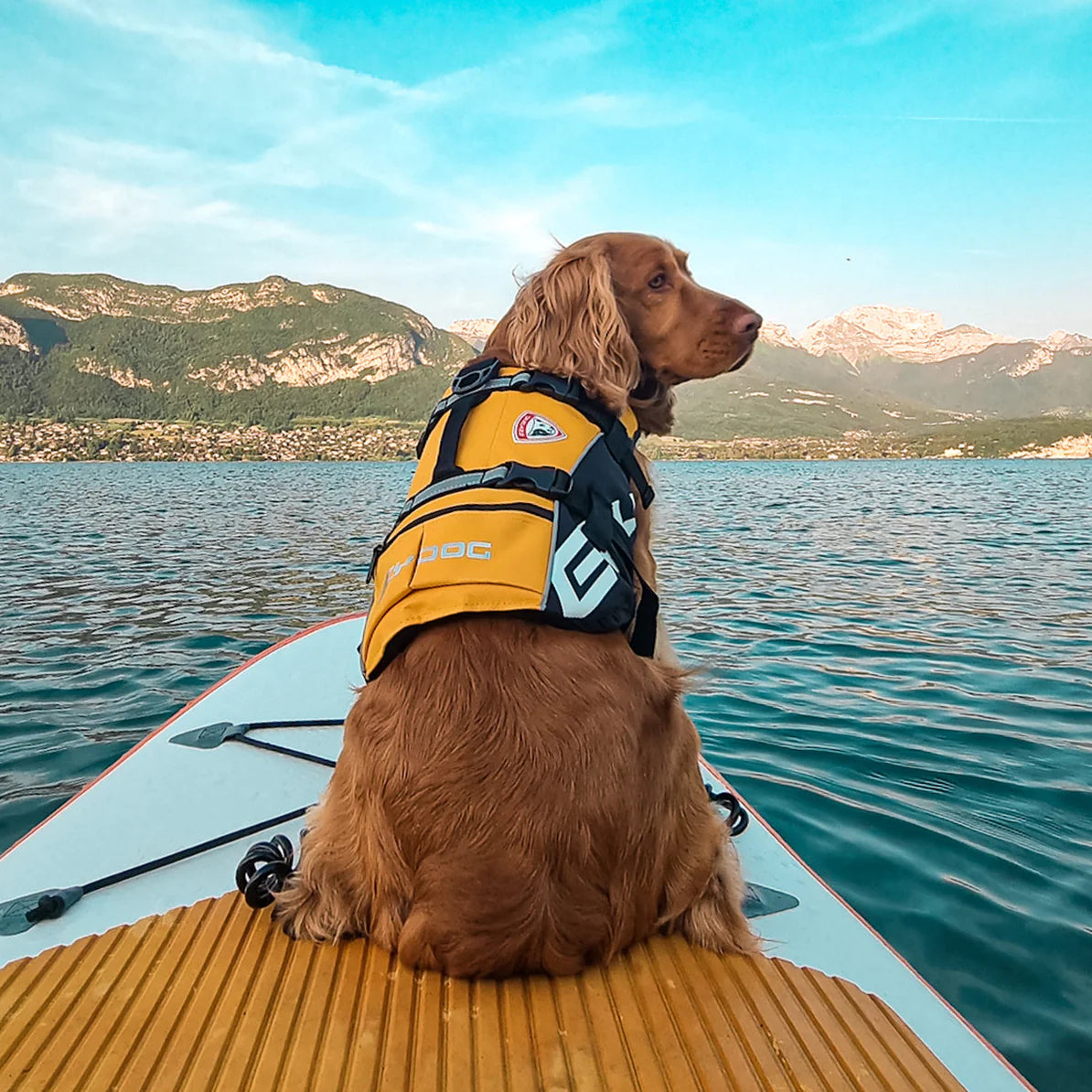 Chaleco salvavidas para perros