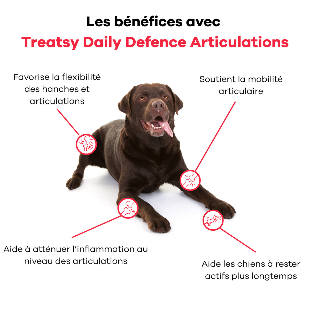 Complemento alimenticio para articulaciones de perros