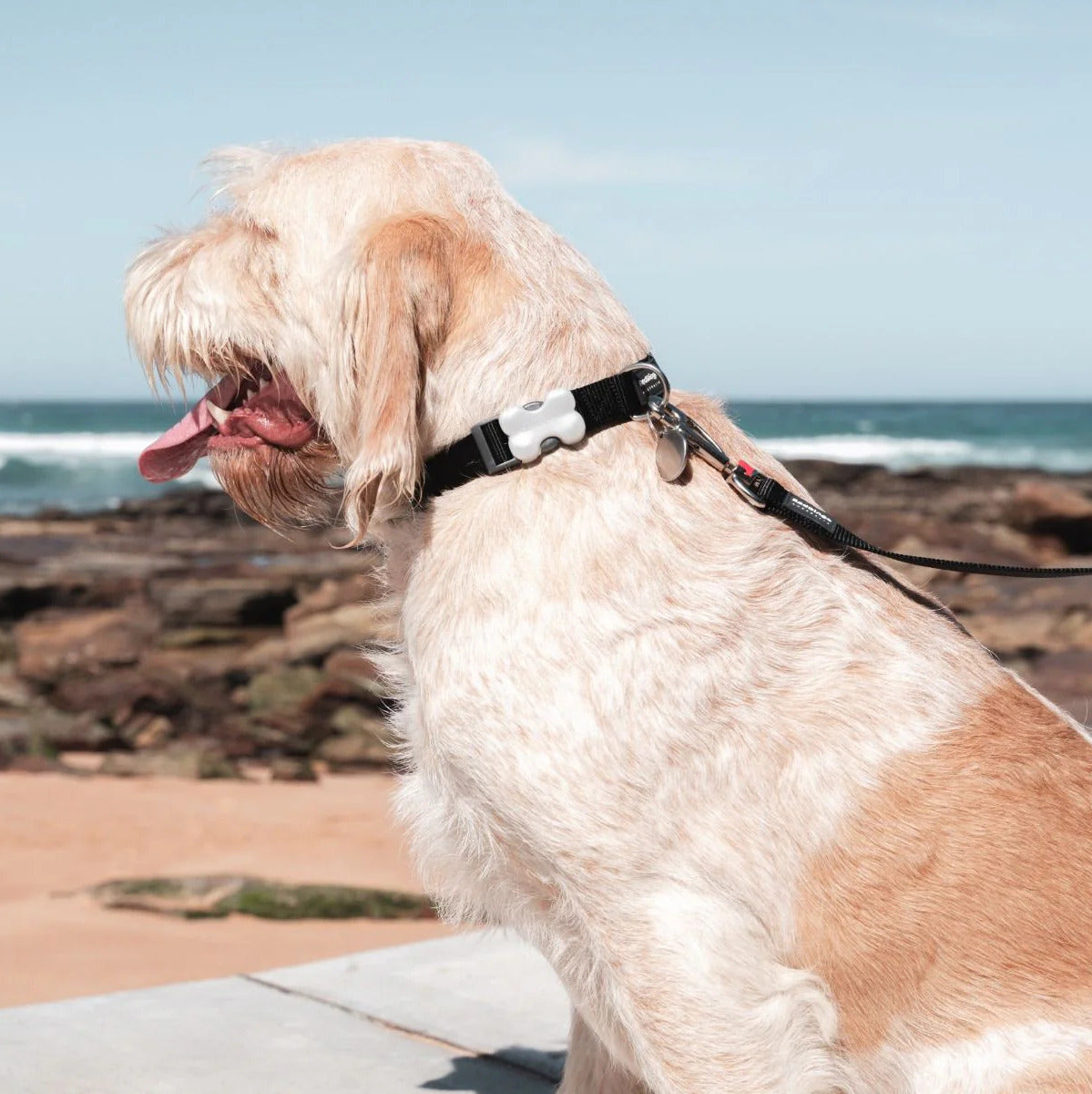 Collar ajustable de nailon para perros