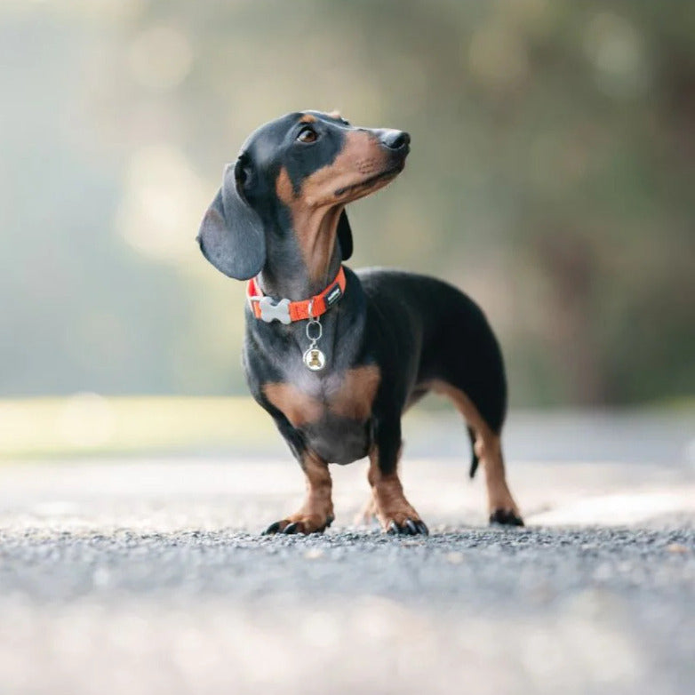 Collar ajustable de nailon para perros
