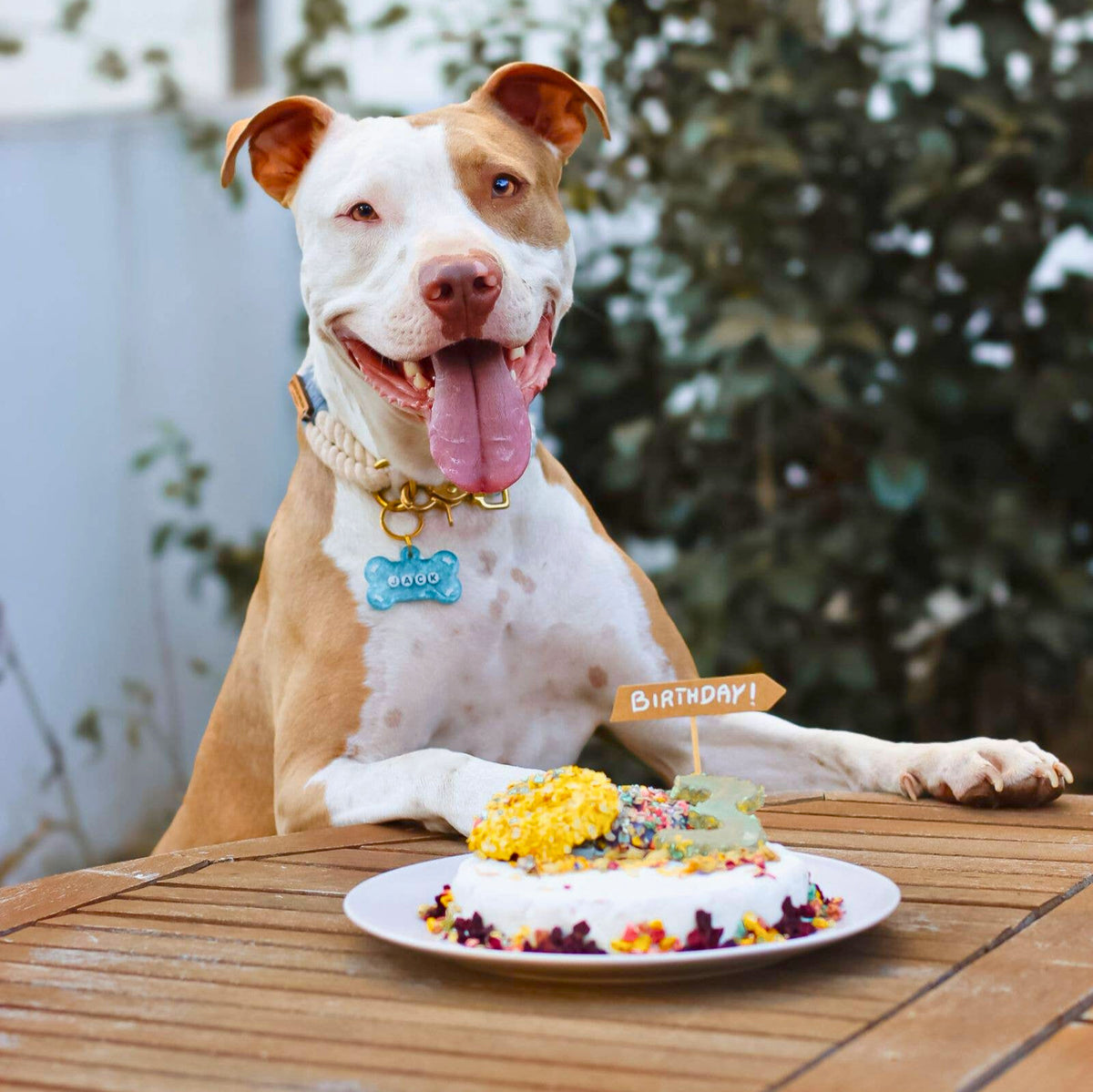 Kit para preparar bolo de frango para cães
