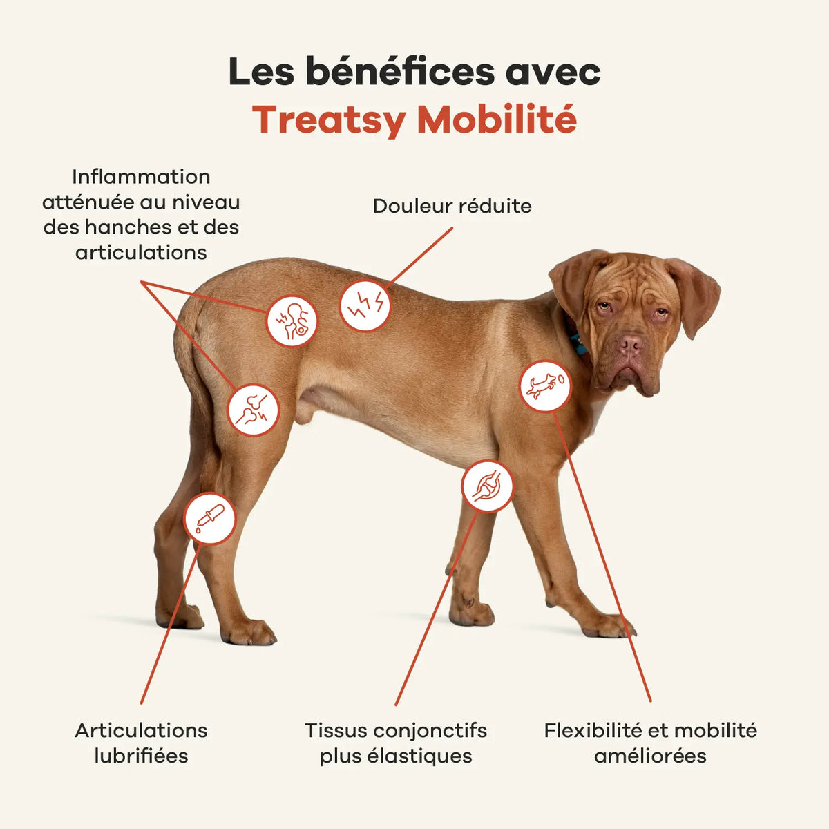 Complemento alimenticio para la movilidad de los perros