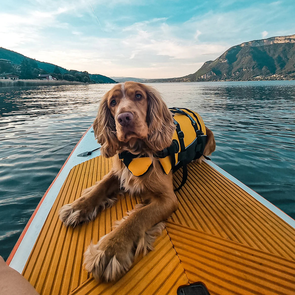 Chaleco salvavidas para perros