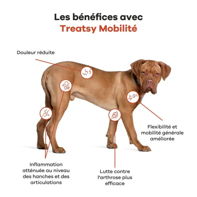 Nährstoffreiche Öl für Hüften und Gelenke von Hunden und Katzen