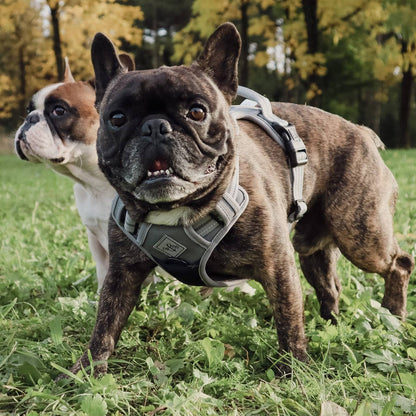 Pettorina riflettente anti-tiro per cani