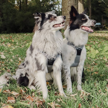 Pettorina riflettente anti-tiro per cani