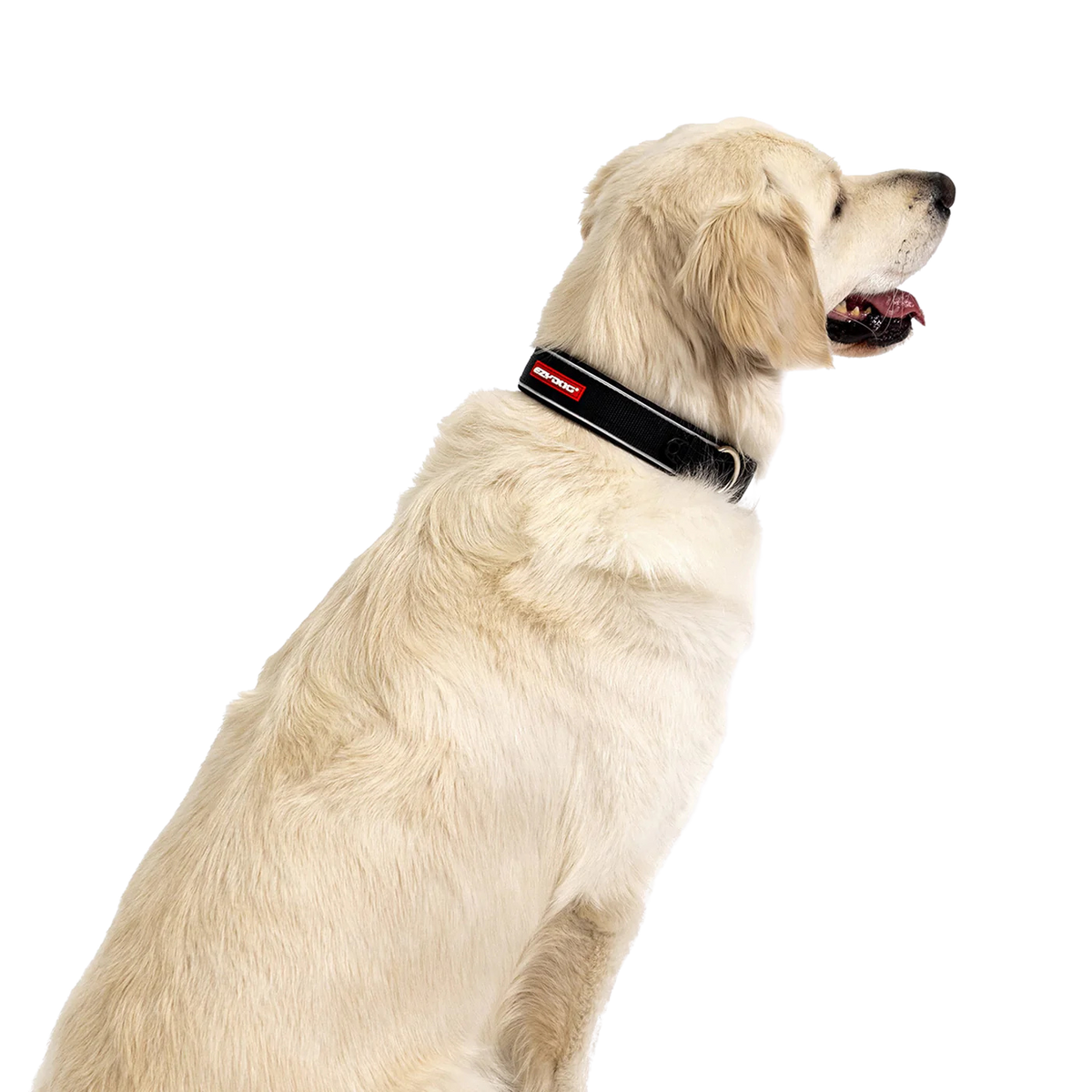 Coleira Neo Classic em neopreno para cães