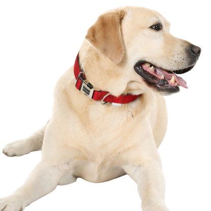 Collare imbottito regolabile per cani