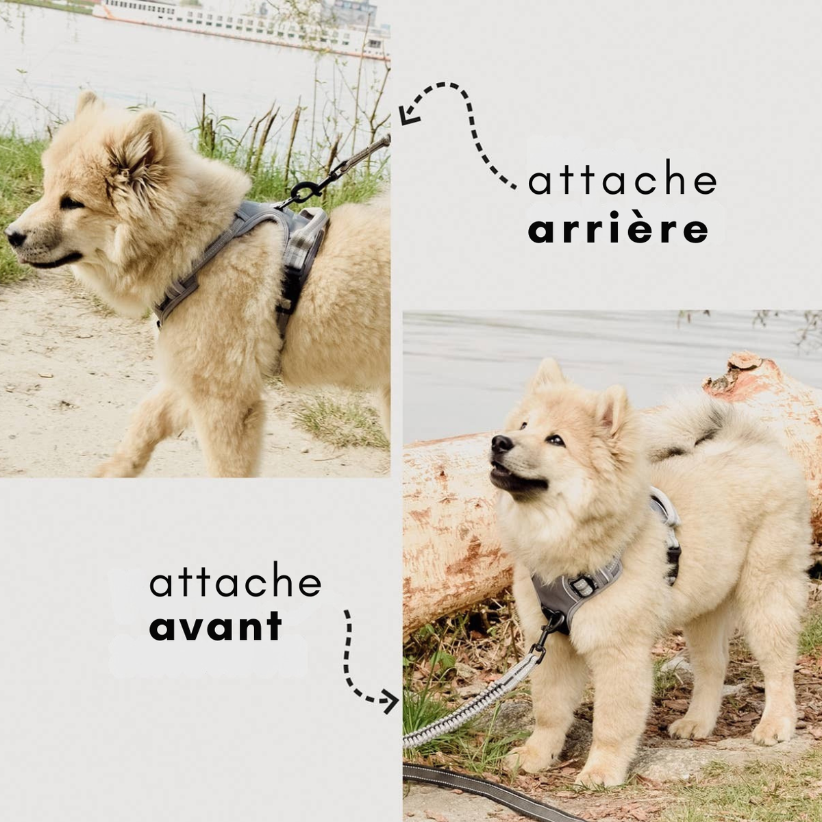 Pettorina riflettente anti-tiro per cani