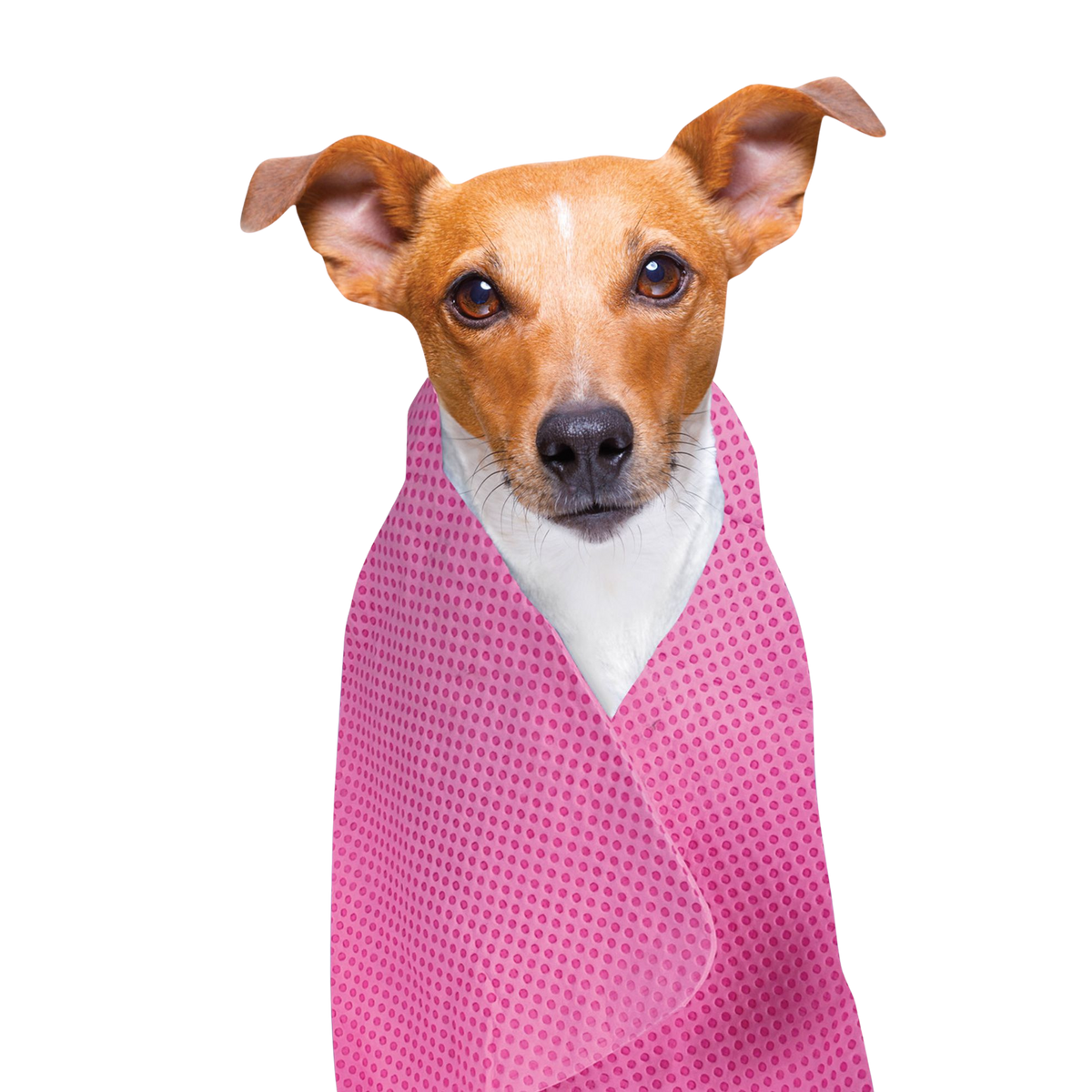 Serviette rafraîchissante pour chiens et chats
