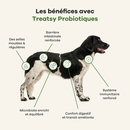 Integratore alimentare probiotico per cani