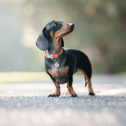 Collar ajustable de nailon para perros