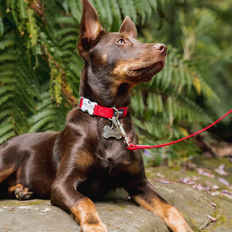 Collar ajustable de nailon para perros