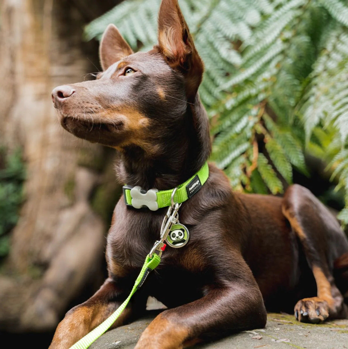 Collar ajustable de nailon para perros