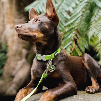 Collar ajustable de nailon para perros