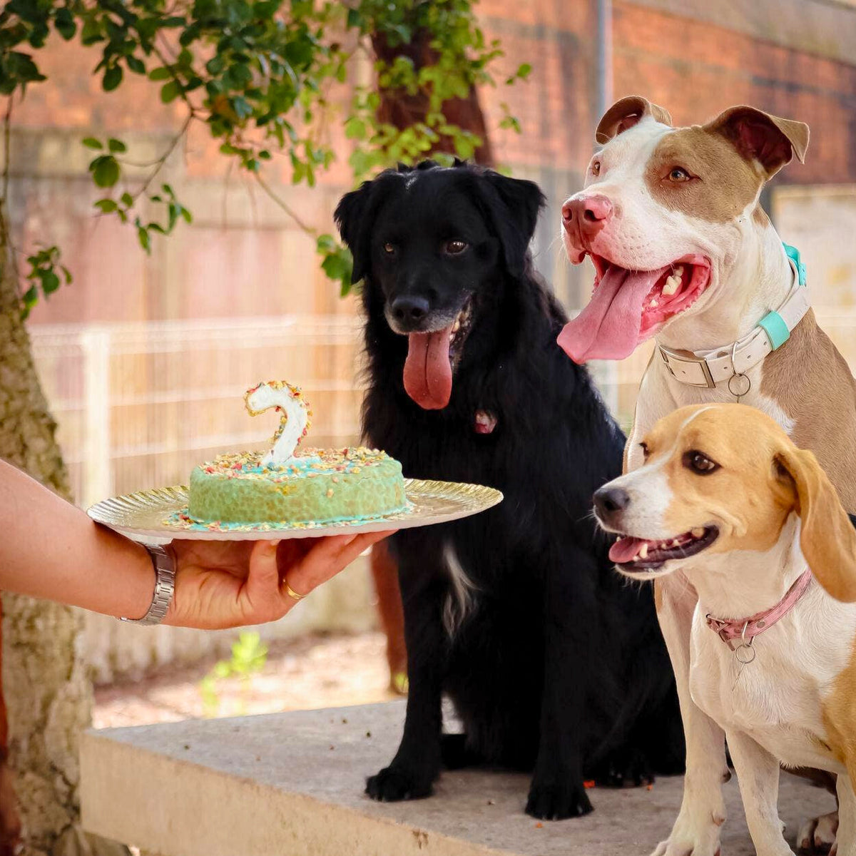 Kit para preparar bolo de frango para cães