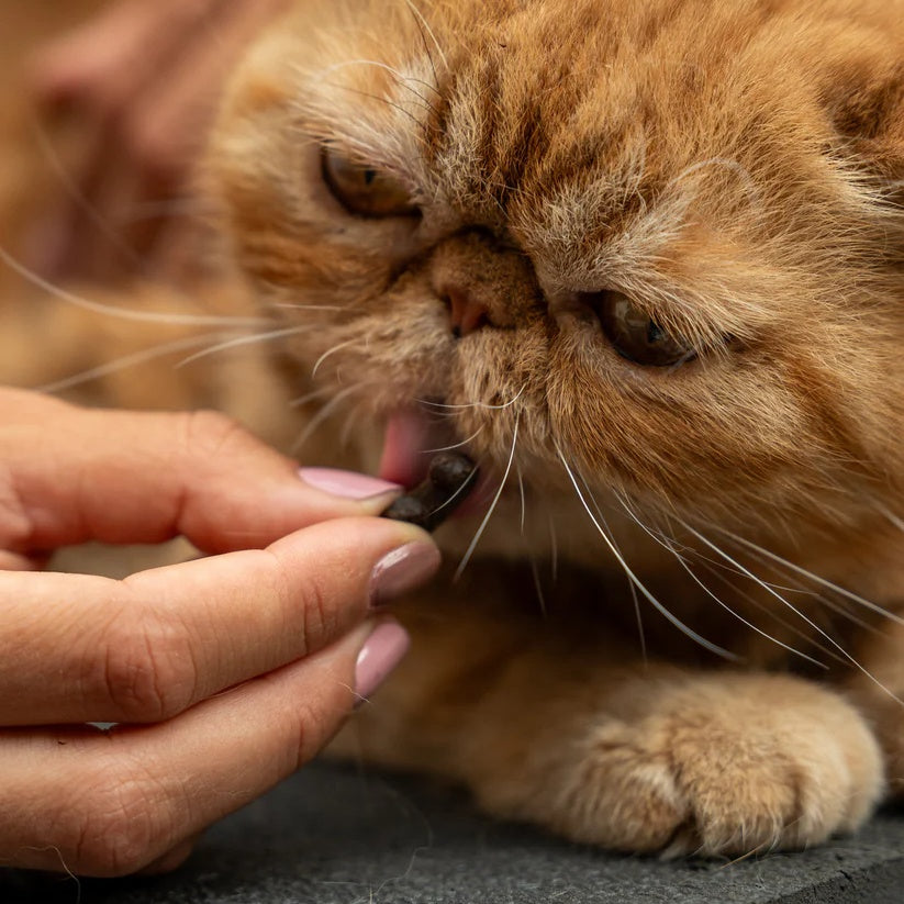 Nahrungsergänzungsmittel gegen Stress für Katzen