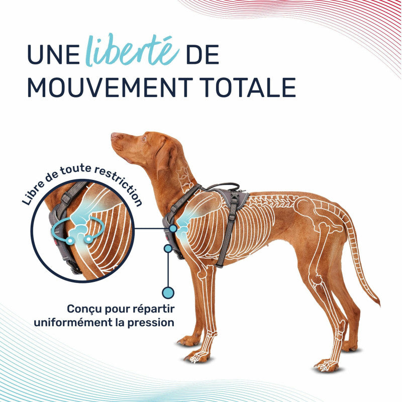 Arnés anatómico ajustable para perros