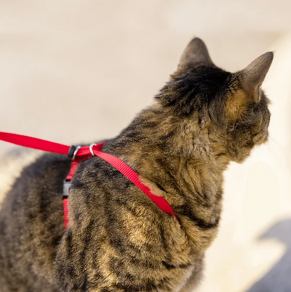 Imbracatura e guinzaglio Easy Walk® per gatti