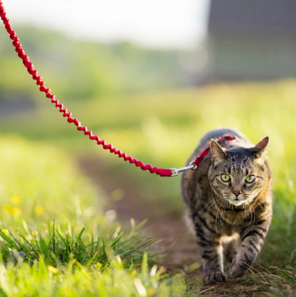 Imbracatura e guinzaglio Easy Walk® per gatti