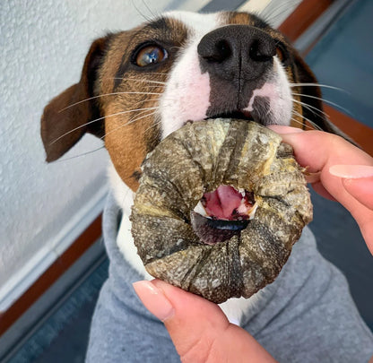 Mimos de bacalhau para mastigar para cães
