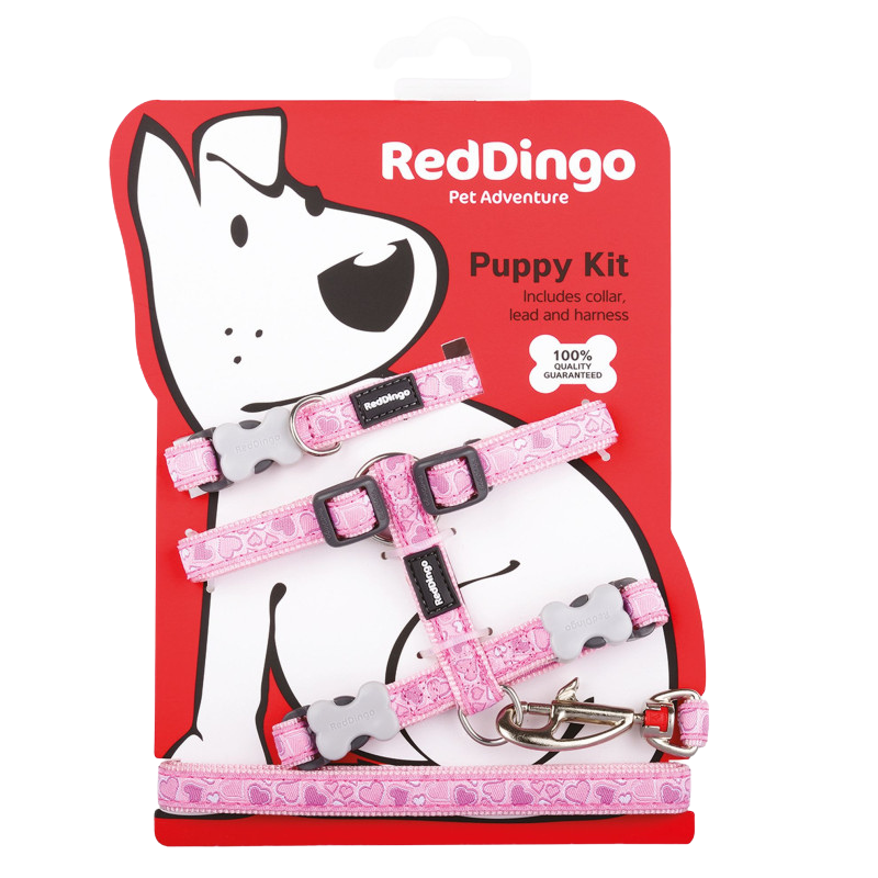 Kit collier, harnais et laisse Breezy Love pour chiots