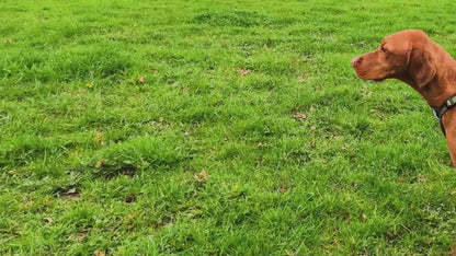 Arnés anatómico ajustable para perros